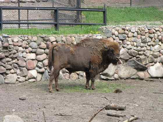 欧洲巨兽 欧洲野牛 死而后生 欧洲巨兽 欧洲野牛 死而后生