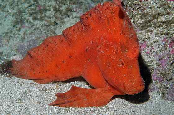 漂亮的罕见的“印第安鱼”  丑鲉