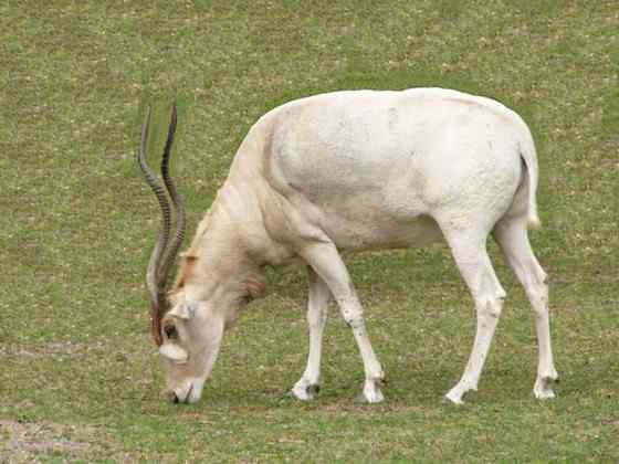 旋角羚 Addax nasomaculatus 旋角羚 Addax nasomaculatus