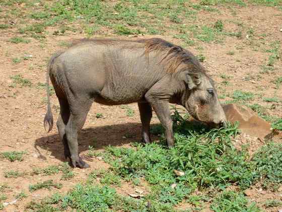 ubuntu开发代号 狮子王的好伙伴  疣猪