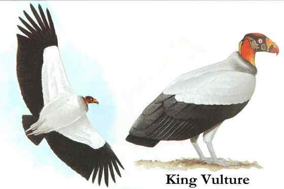 最漂亮的猛禽食腐鸟  王鹫