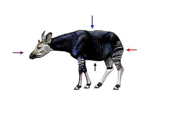 极度珍稀的霍加皮 长颈鹿的近亲 极度珍稀的霍加皮 长颈鹿的近亲