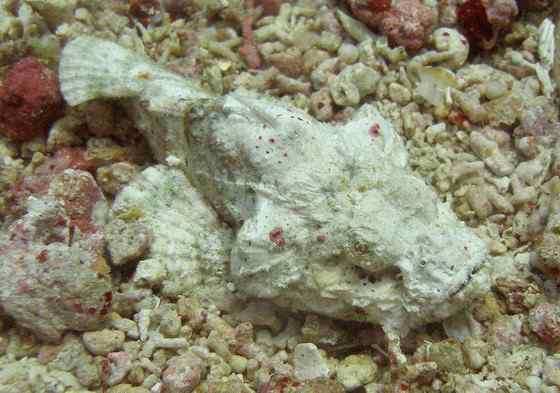 危险的鱼咬人  石鱼