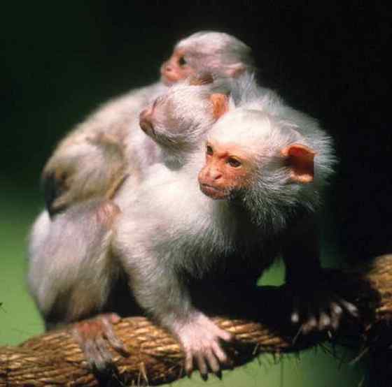 世界上体型最小的猴子之一  银狨