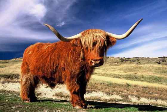 最古老的家牛品种——来自苏格兰的高地牛