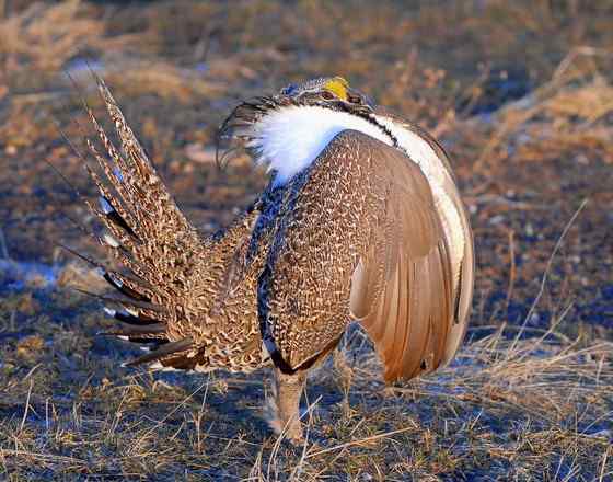 艾草榛鸡 北美洲体型最大的松鸡 发情时极度活跃