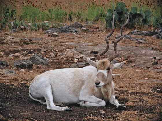 旋角羚 Addax nasomaculatus 旋角羚 Addax nasomaculatus