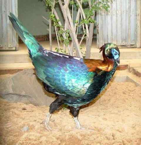 绿尾虹雉 十样锦