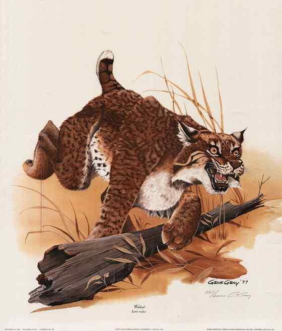 北美洲数量最多的猫科动物  短尾猫