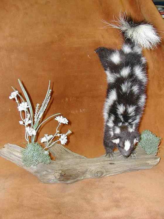 斑臭鼬 长得很漂亮