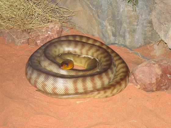 沙漠中的蟒蛇——兰氏盾蟒 Aspidites ramsayi 沙漠中的蟒蛇——兰氏盾蟒 Aspidites ramsayi