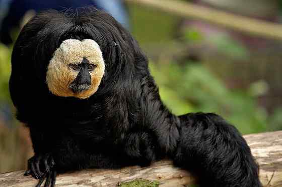 白脸僧面猴 White faced saki