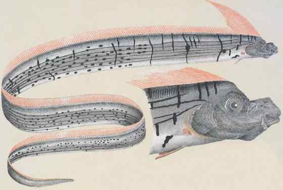 航海时代的传说——大海蛇 皇带鱼