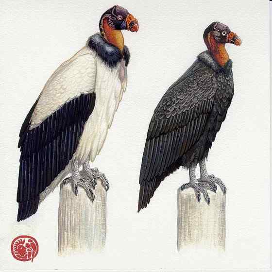 最漂亮的猛禽食腐鸟  王鹫