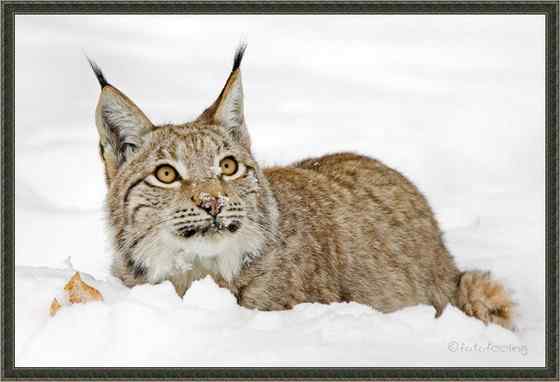 猫科动物  猞猁、羊猞猁、马猞猁