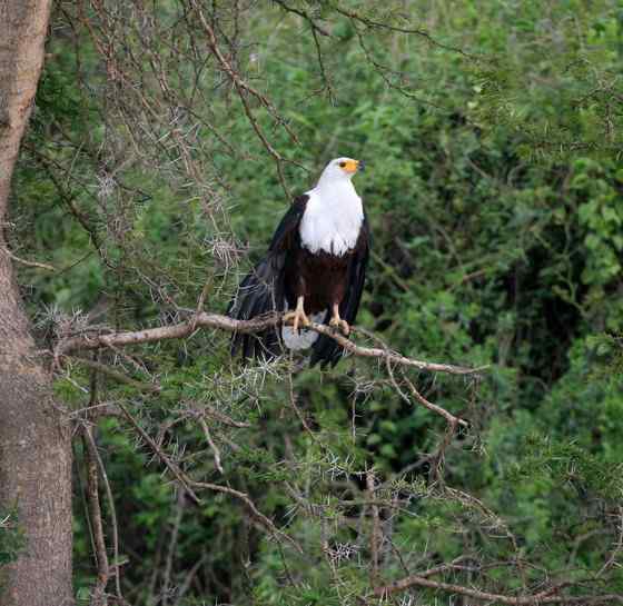 长得和白头海雕很像的吼海雕 Haliaeetus vocifer