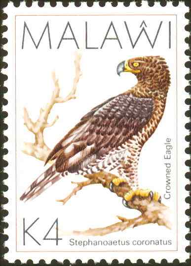 200万年前就吃人的猛禽  冕雕