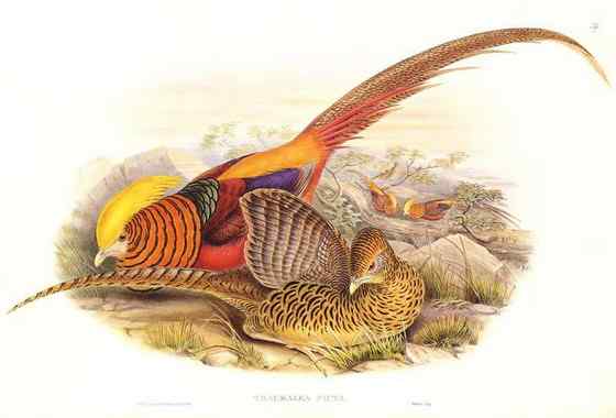 古书上的鸟类  鷩雉(红腹锦鸡)