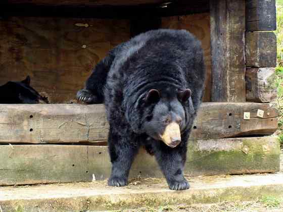 美洲数量最多、分布最为广泛的熊类  美洲黑熊