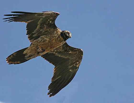 喜马拉雅山的大鸟  胡兀鹫