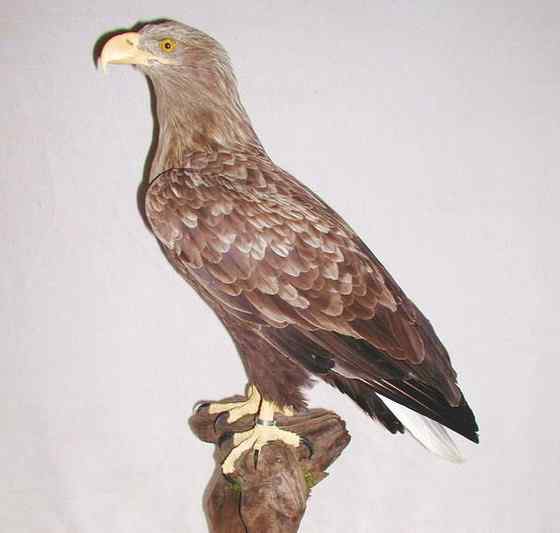 波兰国鸟白尾海雕 Haliaeetus albicilla