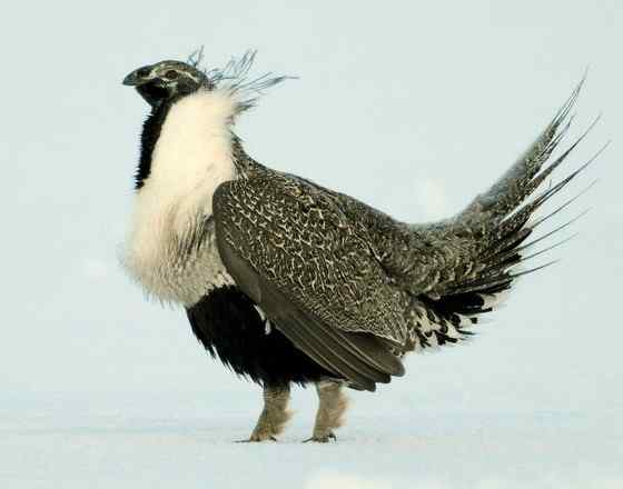 艾草榛鸡 北美洲体型最大的松鸡 发情时极度活跃