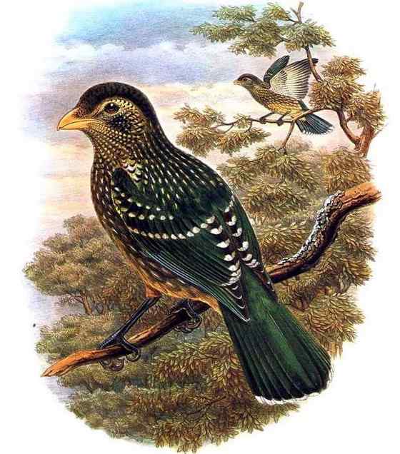 叫声像猫的园丁鸟  猫声鹊、绿猫鸟 Ailuroedus crassirostris