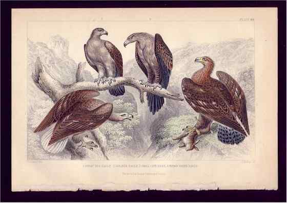 澳大利亚三大猛禽之——楔尾鹰 Aquila audax