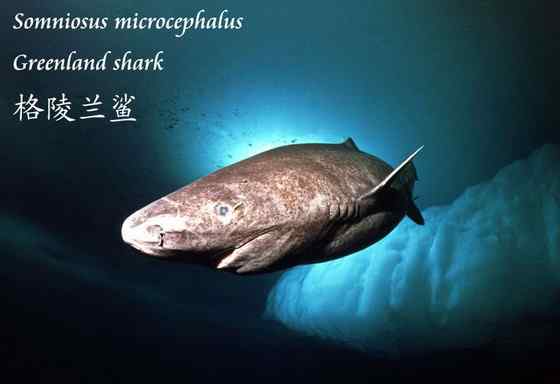 格陵兰鲨 睡鲨 格陵兰鲨 睡鲨