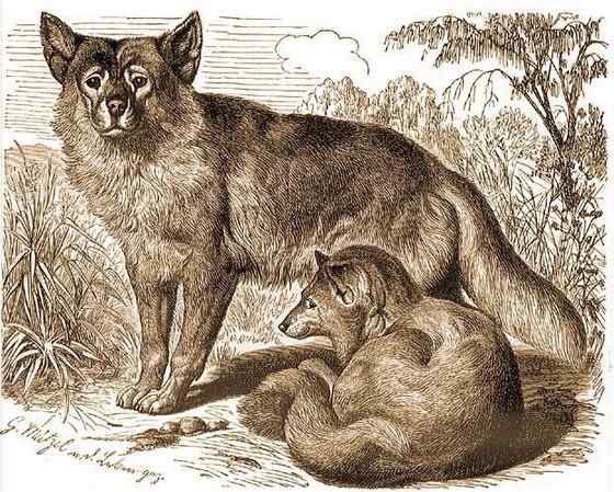 澳洲野狗 最著名的外来入侵物种 澳洲野狗 最著名的外来入侵物种