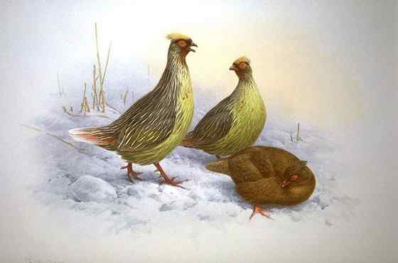 猩红色的血雉(松花鸡 、太白鸡)