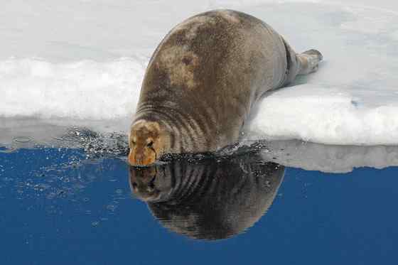 髯海豹 须海豹 Erignathus barbatus 髯海豹 须海豹 Erignathus barbatus