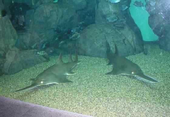 锯鳐 sawfish