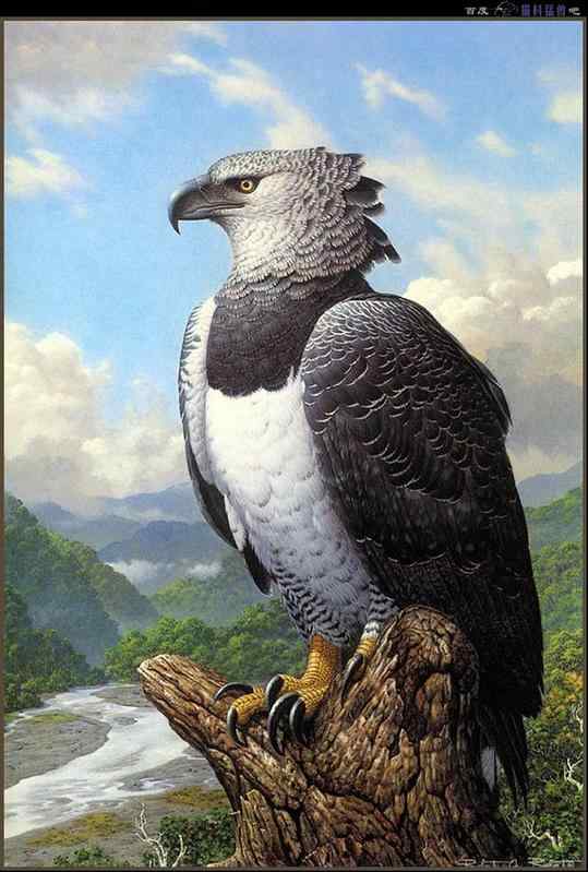 头上长角的猛禽  角雕 Harpia harpyia