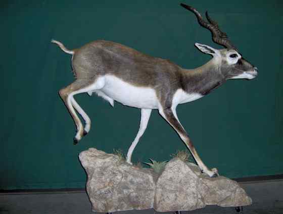 漂亮的羚羊  印度羚