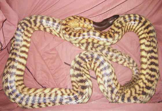 黑头盾蟒 Aspidites melanocephalus