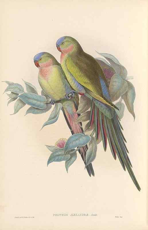 澳洲最娇柔的鹦鹉——公主鹦鹉 Polytelis alexandrae 澳洲最娇柔的鹦鹉——公主鹦鹉 Polytelis alexandrae