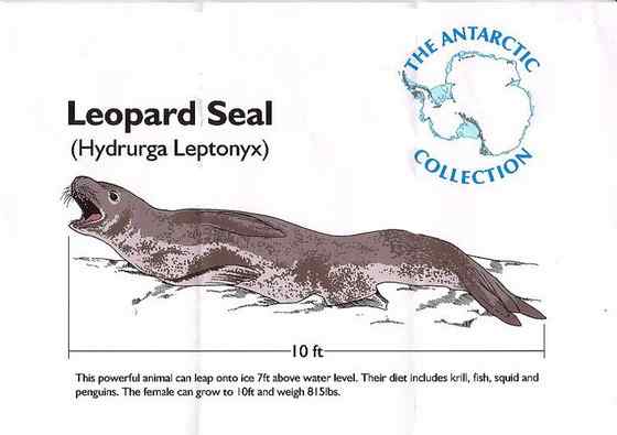 南极豹形海豹 南极豹形海豹