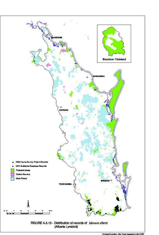 华丽的琴鸟 华丽的琴鸟