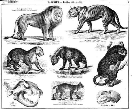 猫科动物  猞猁、羊猞猁、马猞猁