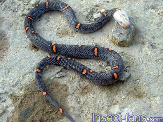 古老而神秘的蛇类 白头蝰