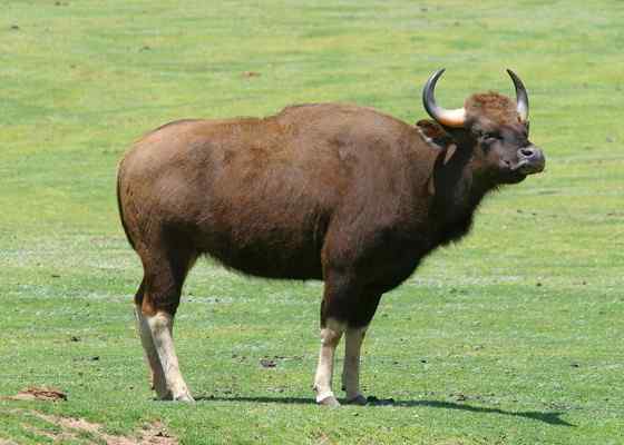 《西游记》中牛魔王的原型  白肢野牛