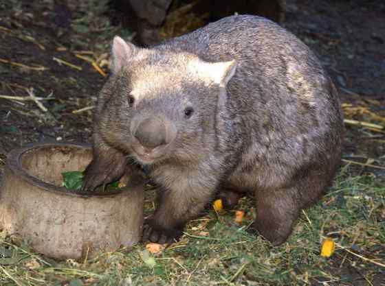 澳洲考拉  袋熊
