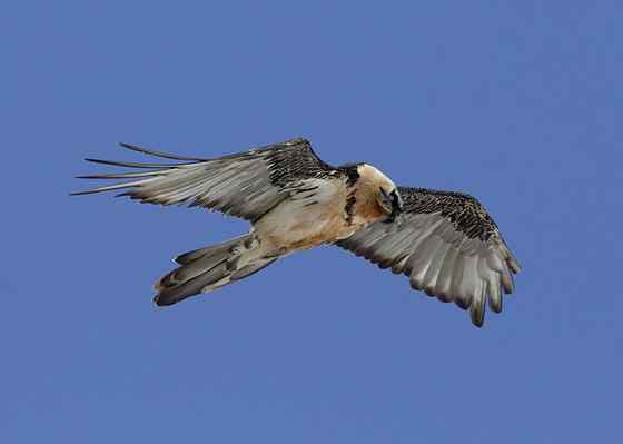 喜马拉雅山的大鸟  胡兀鹫