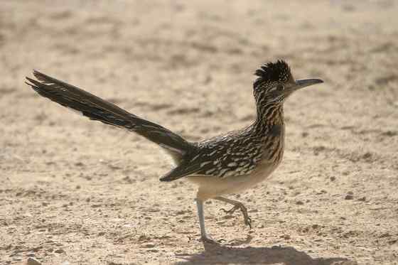 捉蛇抓蛇吃蛇的鸟  走鹃