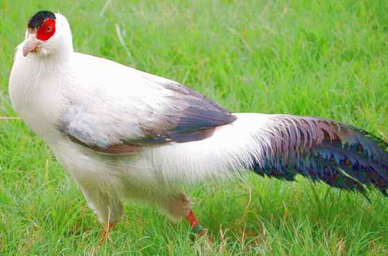 中国特有的鸟类——白马鸡、雪雉、藏马鸡