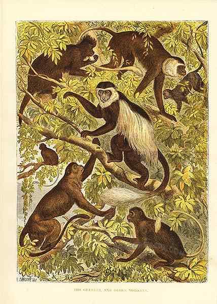 非洲特有的灵长目动物  黑白疣猴