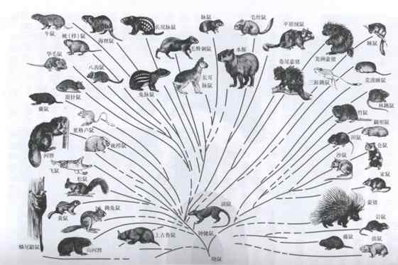 世界上最大的啮齿目动物——水豚