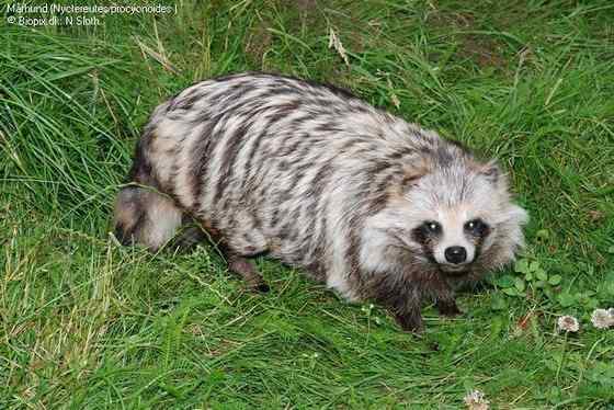 一丘之貉中的貉