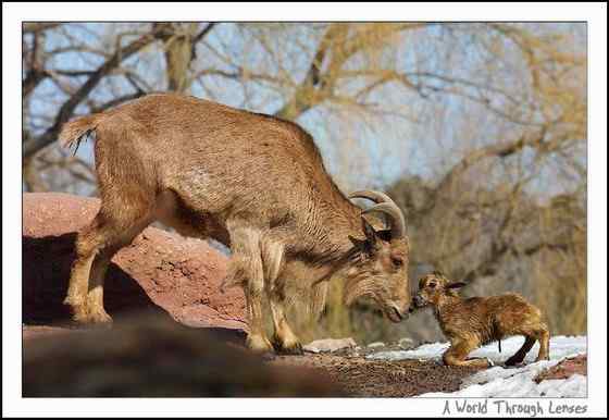 非洲唯一的野生羊种——鬣羊 bearded argali 非洲唯一的野生羊种——鬣羊 bearded argali